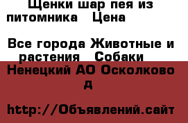 Щенки шар-пея из питомника › Цена ­ 15 000 - Все города Животные и растения » Собаки   . Ненецкий АО,Осколково д.